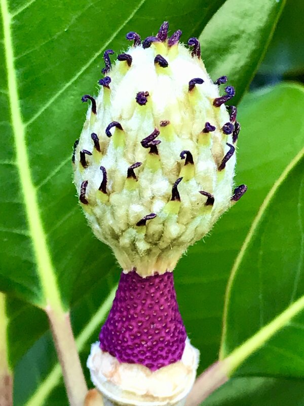 Початок магнолии - Pippa 