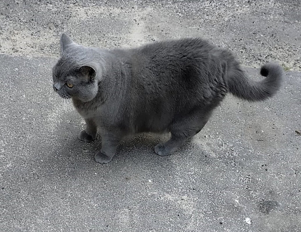 Кошка, гуляющая сама по себе... - Ольга Довженко Кошка, гуляющая сама по себе... - Ольга Довженко