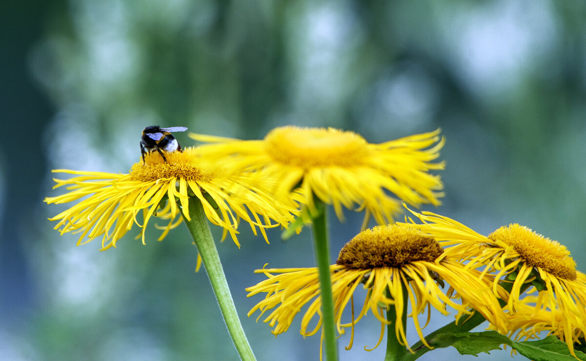 *** - Владимир Безбородов