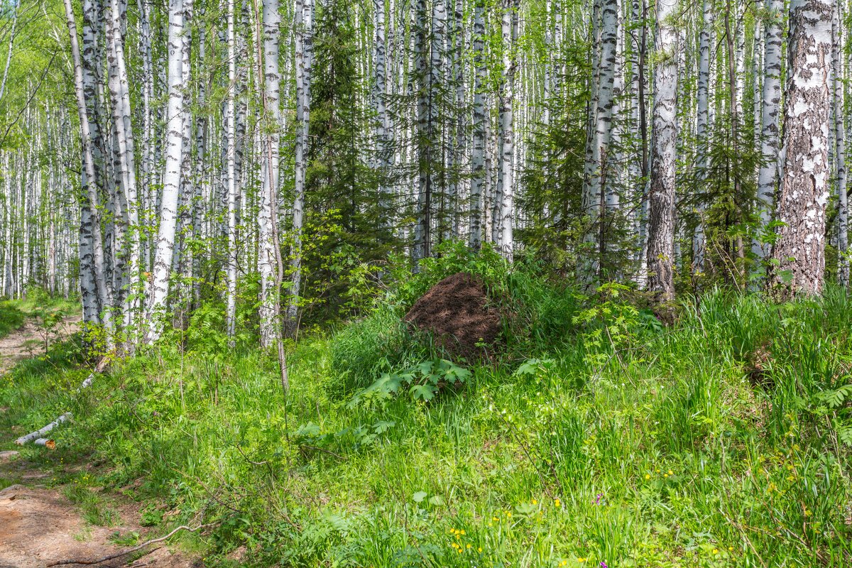 Березовая роща. - Алексей Трухин