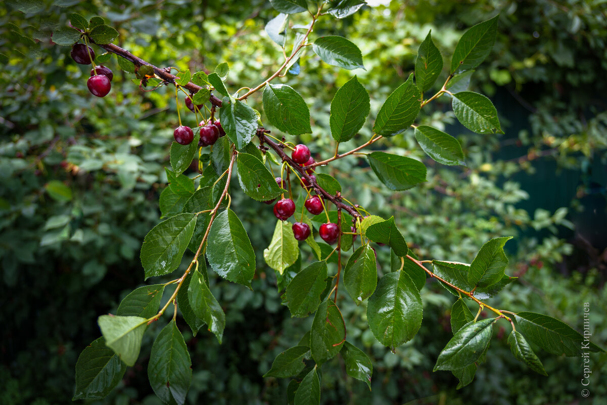 . - Сергей К. 