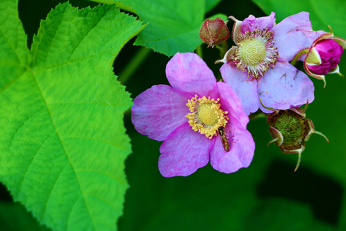 Малиноклён - Светлана 
