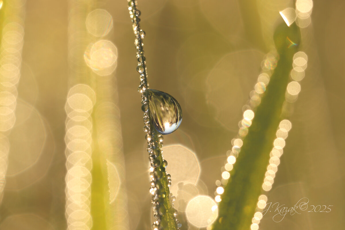 *** - Елена Kазак (selena1965) *** - Елена Kазак (selena1965)