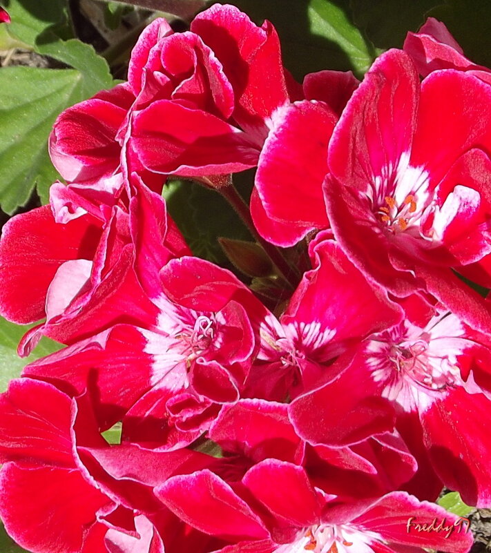 Герань - Freddy 97 Герань - Freddy 97