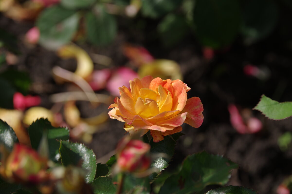 Роза в начале августа - Сергей Швечков Роза в начале августа - Сергей Швечков