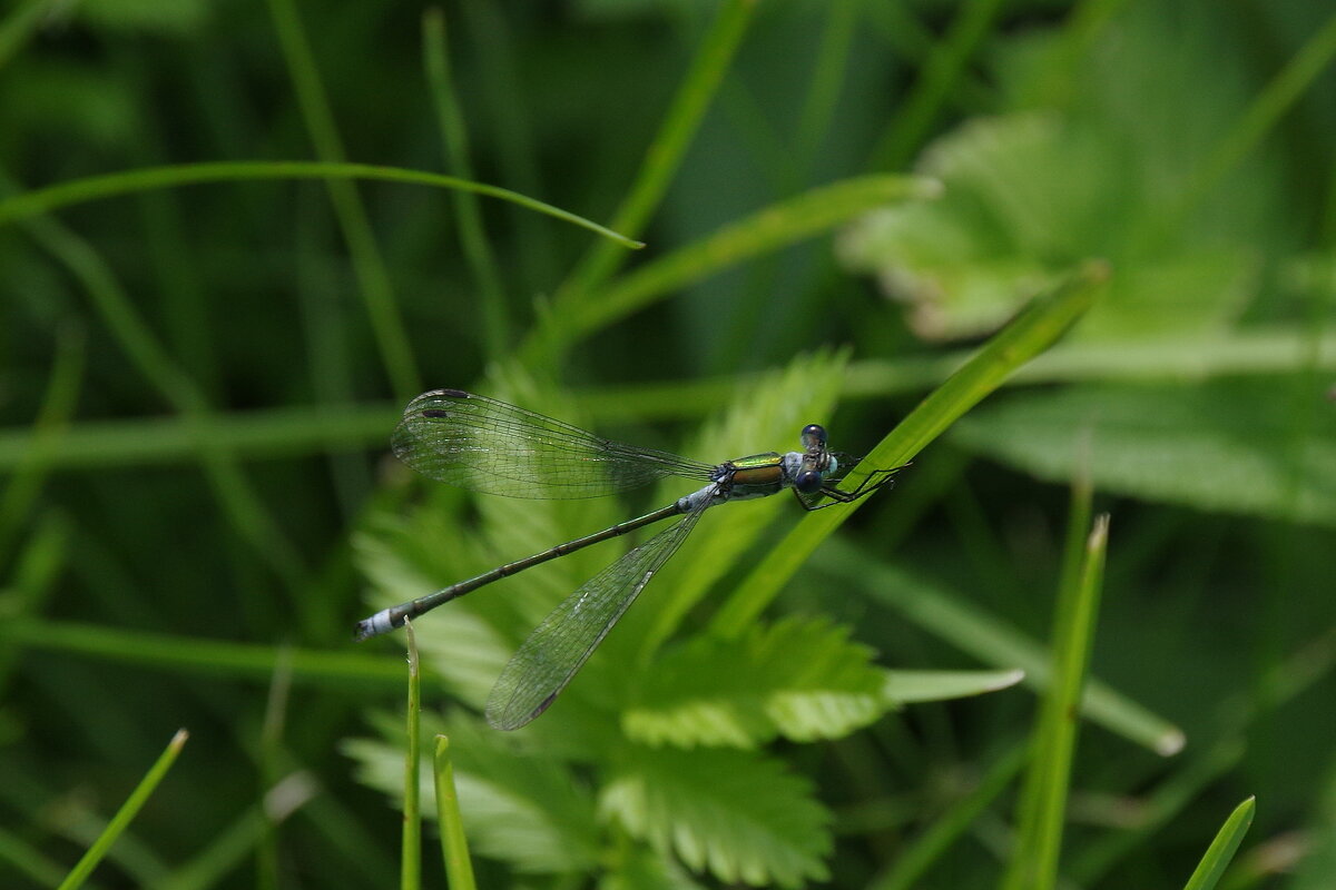 Стрекозка - Сергей Швечков