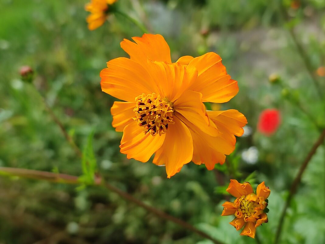 Жёлтая космея - Валентина Богатко 