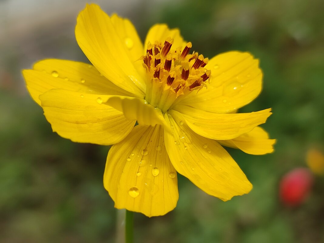Лимонная космея - Валентина Богатко 