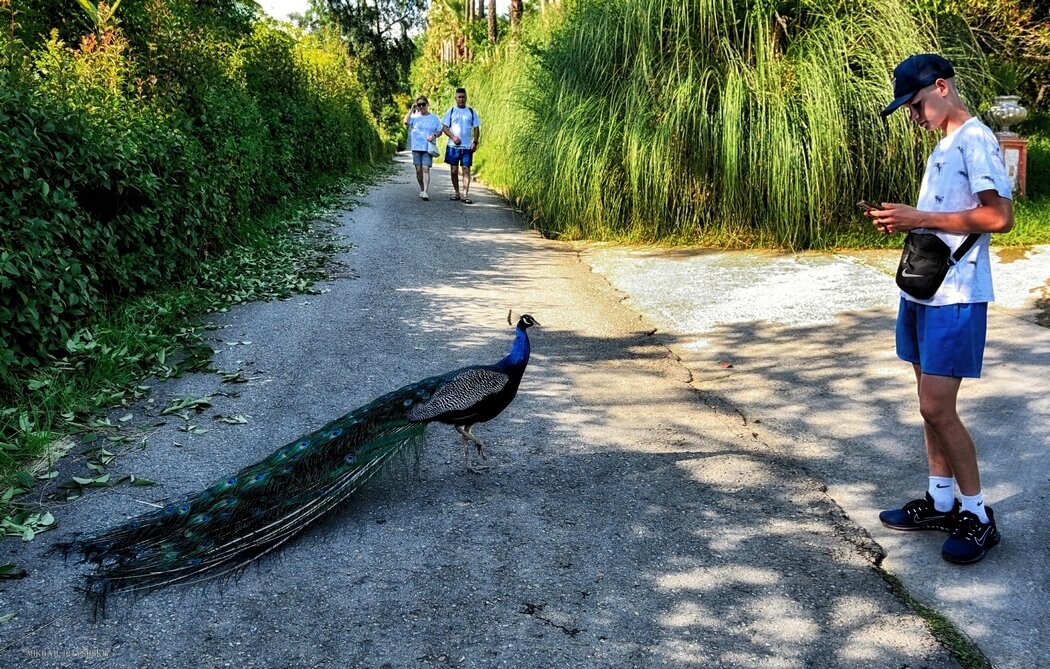 Павлин и мальчик - Mikhail Irtyshskiy Павлин и мальчик - Mikhail Irtyshskiy