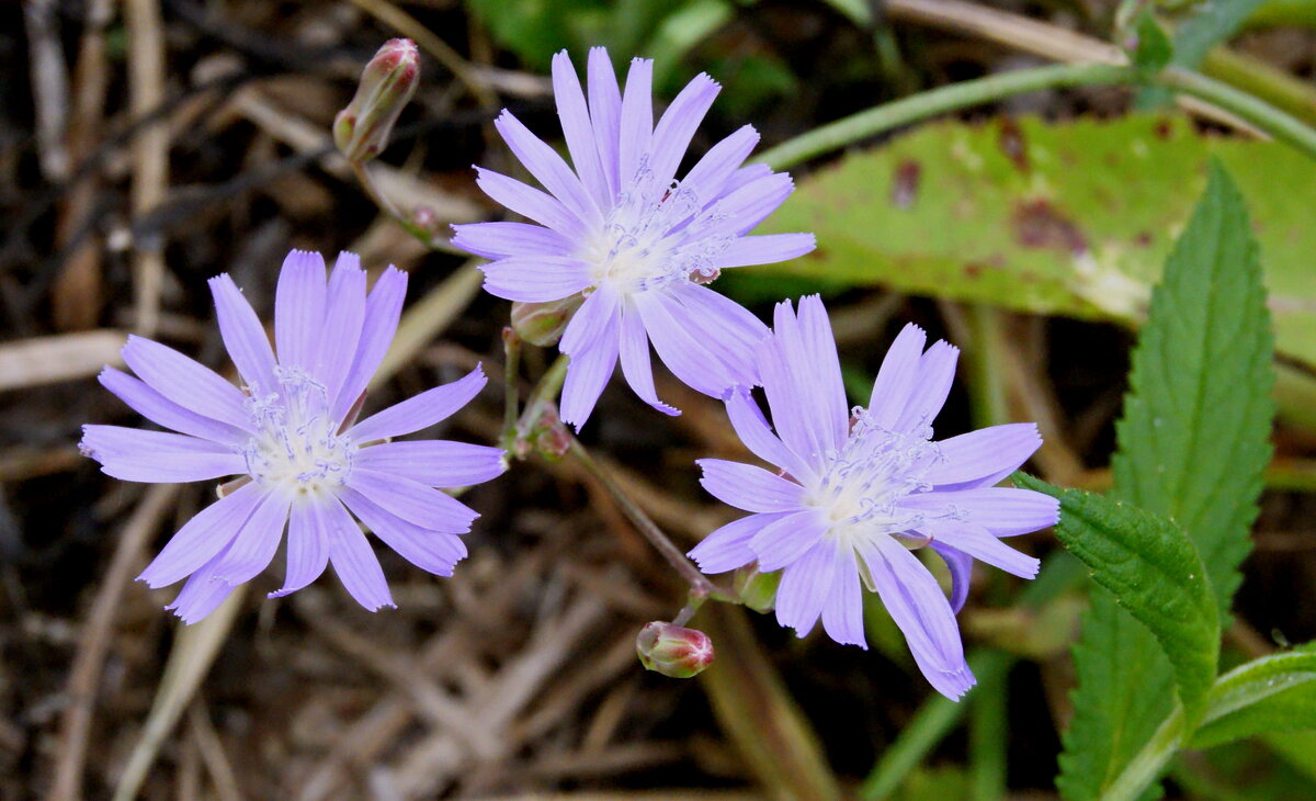 Цветочки на лугу. - сергей ермошкин