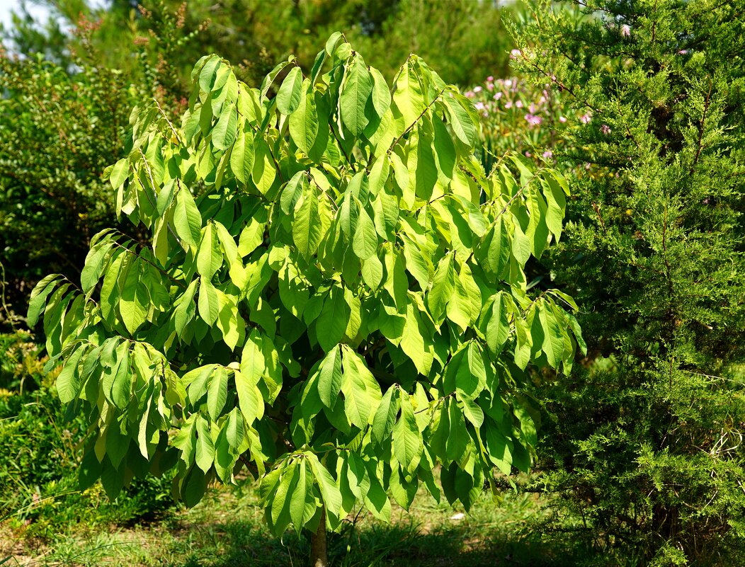 Мушмула - Татьяна Тюменка