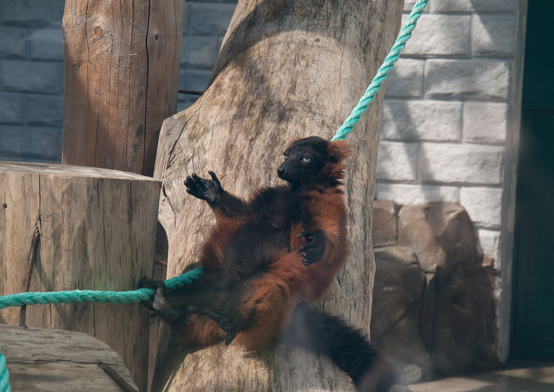 Калининград. Зоопарк - Андрей 