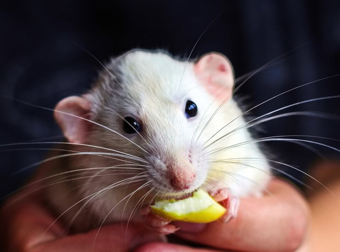 Вкусный огурчик - Тамара Вебер