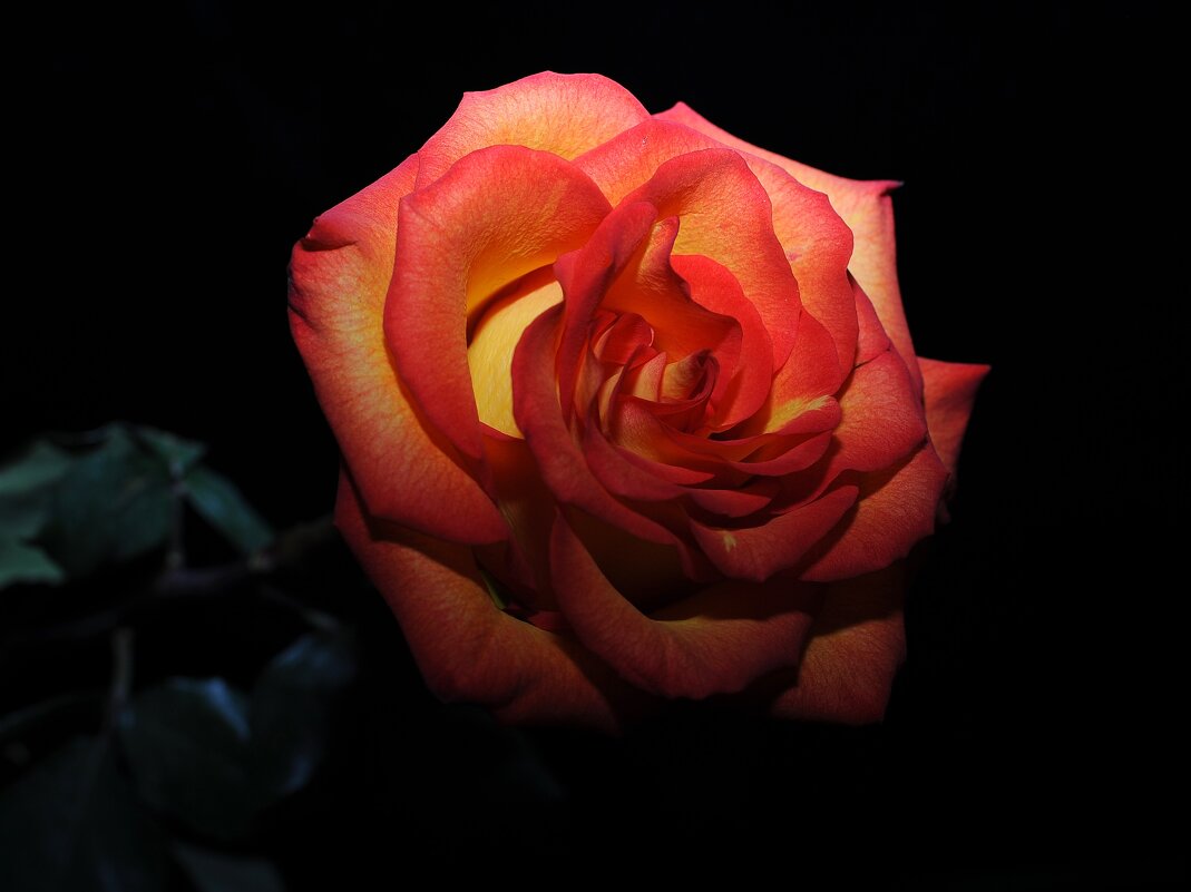 Роза - Наталья Музычук