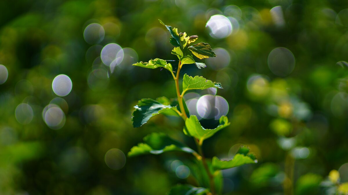 Утренние грезы - Наталья Лакомова