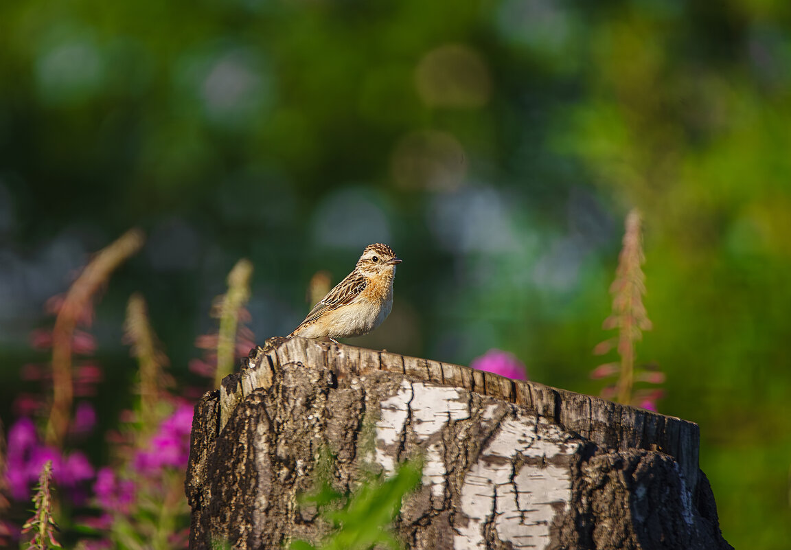 Луговой Чекан - Alex Bush Луговой Чекан - Alex Bush