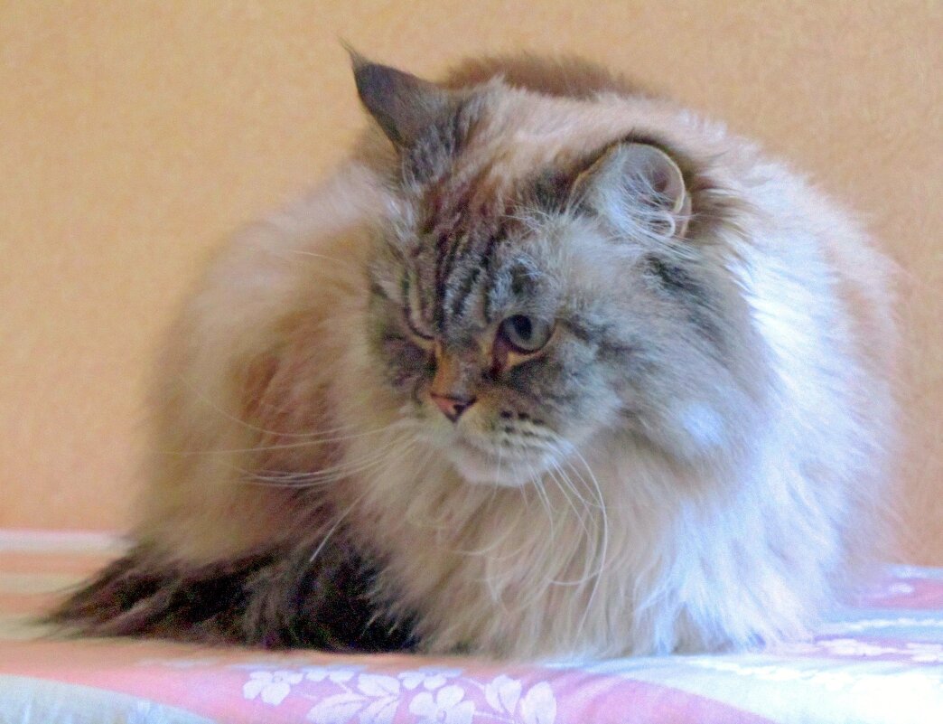 Думу думает - Сергей Карачин