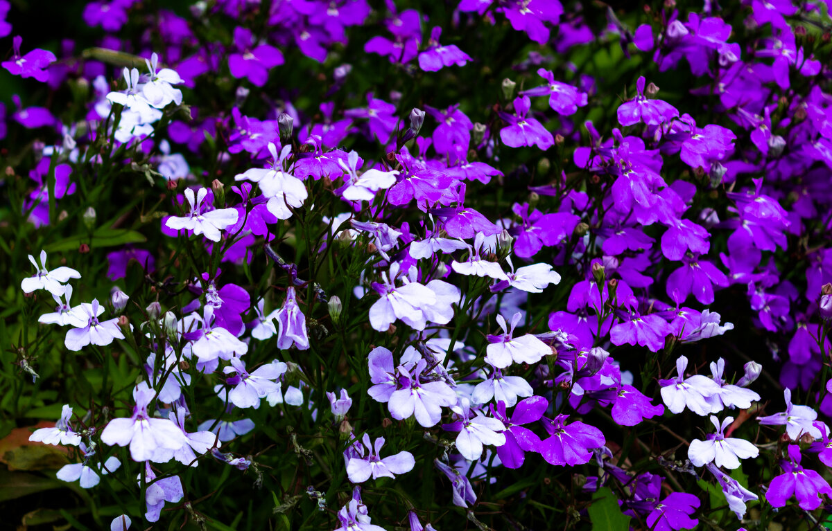 *** - ирина )))