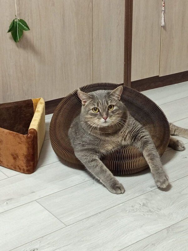 Степашка на релаксе - светлана льдокова