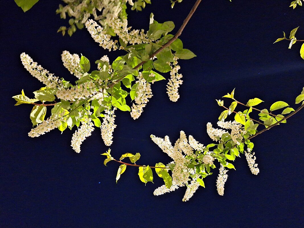 Черемуха - Наталья 