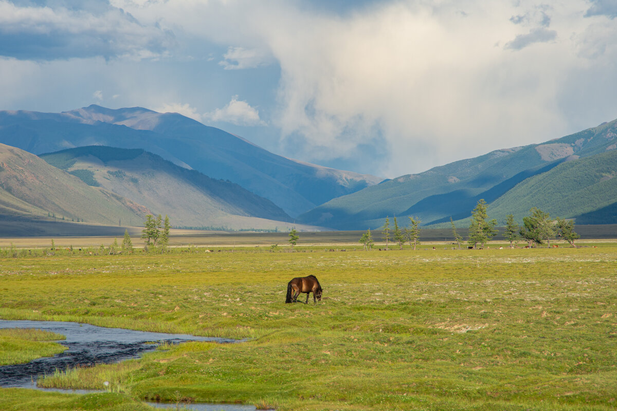 *** - Николай Чекалин