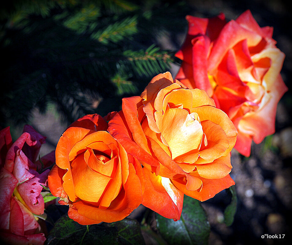 они на радость нам даны - Олег Лукьянов