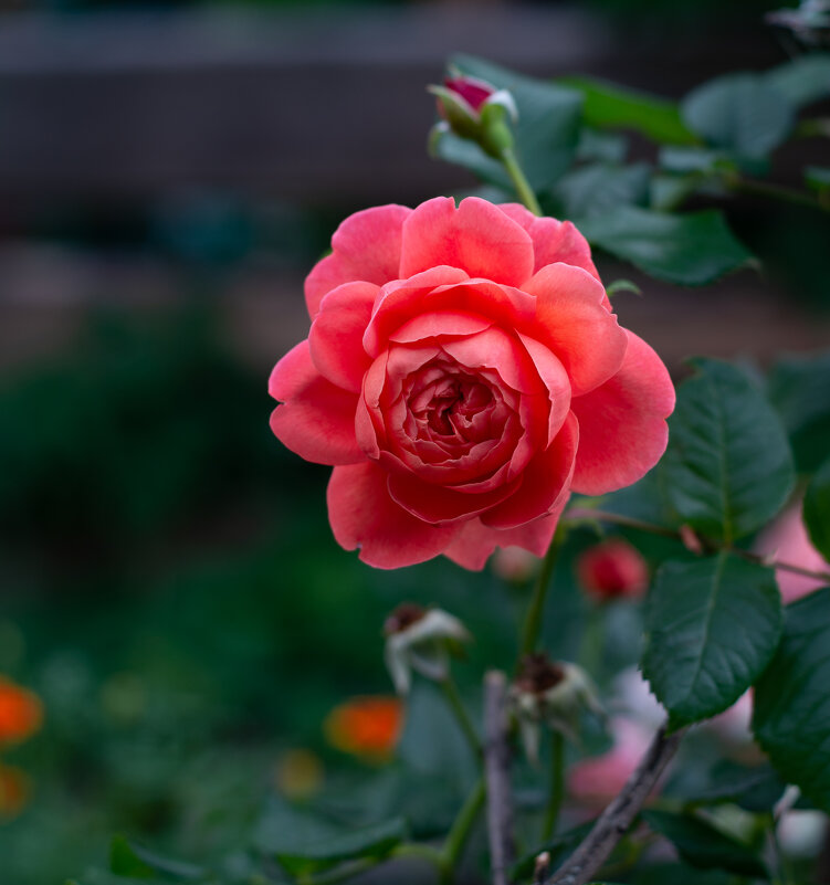 Роза - Павел Харлин