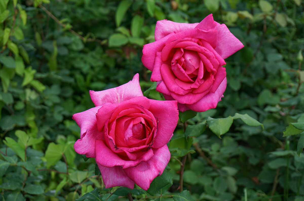 В ботаническом саду - Ольга В ботаническом саду - Ольга