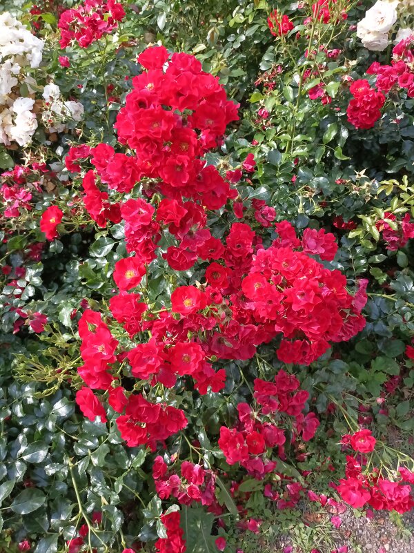 Кустовые розы - Veera V