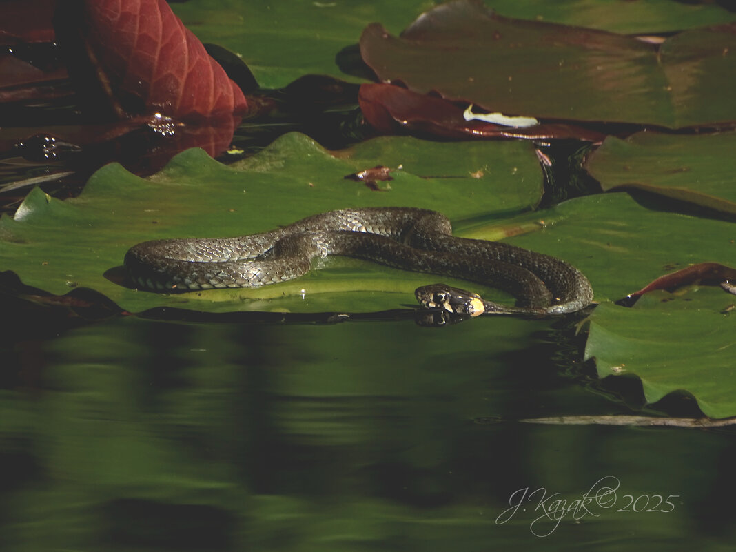 *** - Елена Kазак (selena1965)