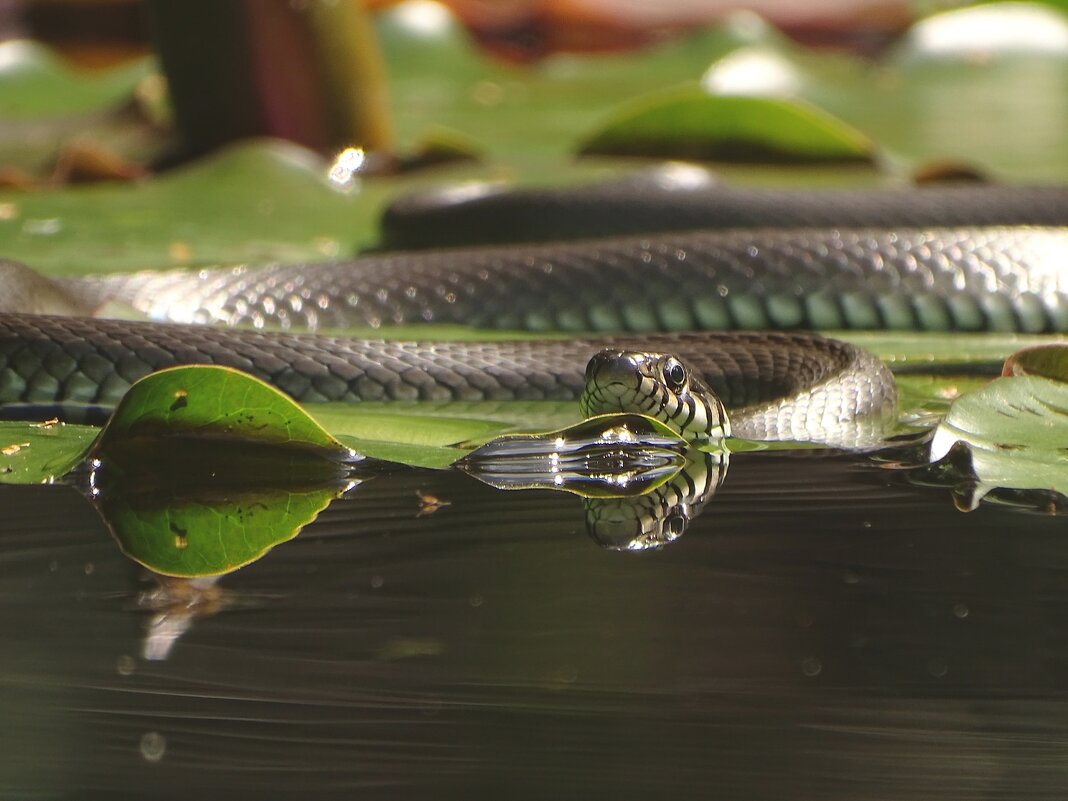 *** - Елена Kазак (selena1965) *** - Елена Kазак (selena1965)