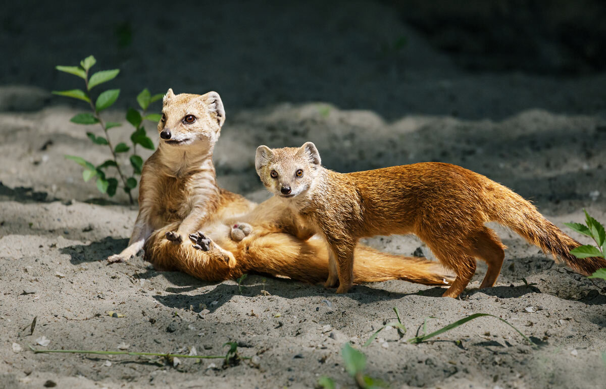 Мангуст - SanSan 