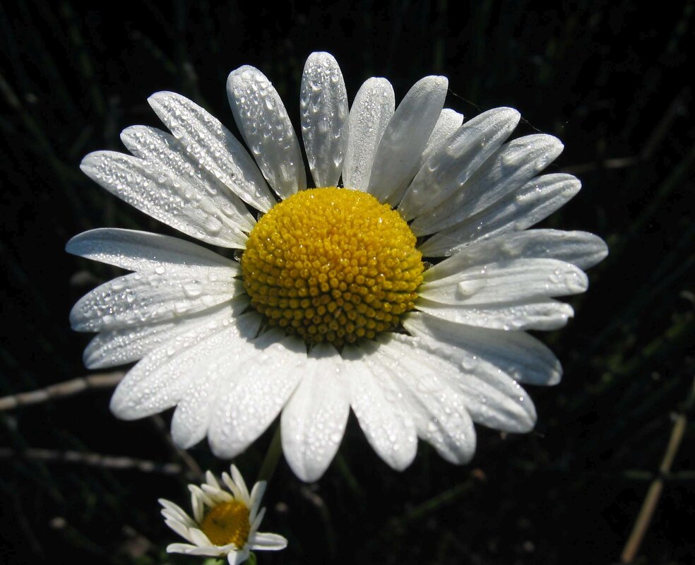 Хризантема в утренней росе! - Владимир Хризантема в утренней росе! - Владимир