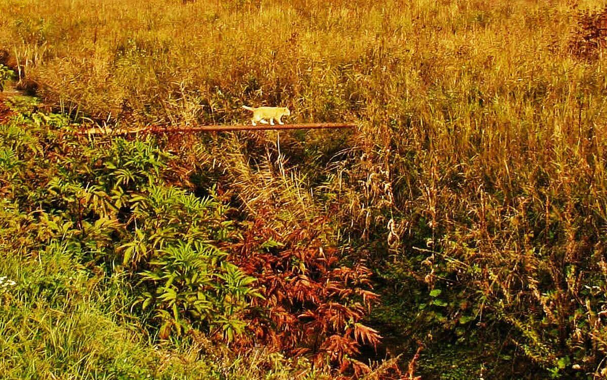 Сентябрь...Смелый кот! - Владимир 