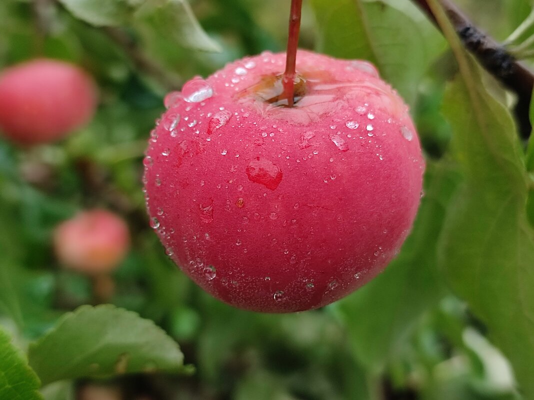 Под дождём - Валентина Богатко 