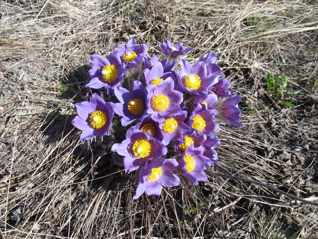 весёлый апрель - Елена Шаламова