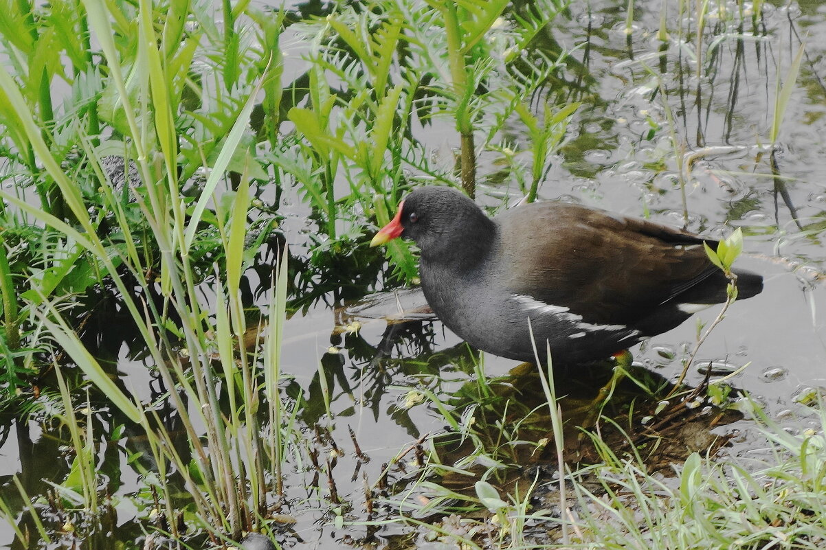 Камышница - Рита Симонова