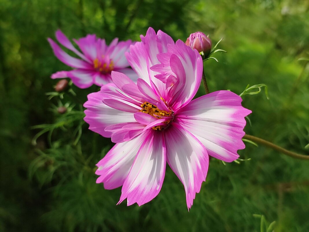 Космея - Валентина Богатко 