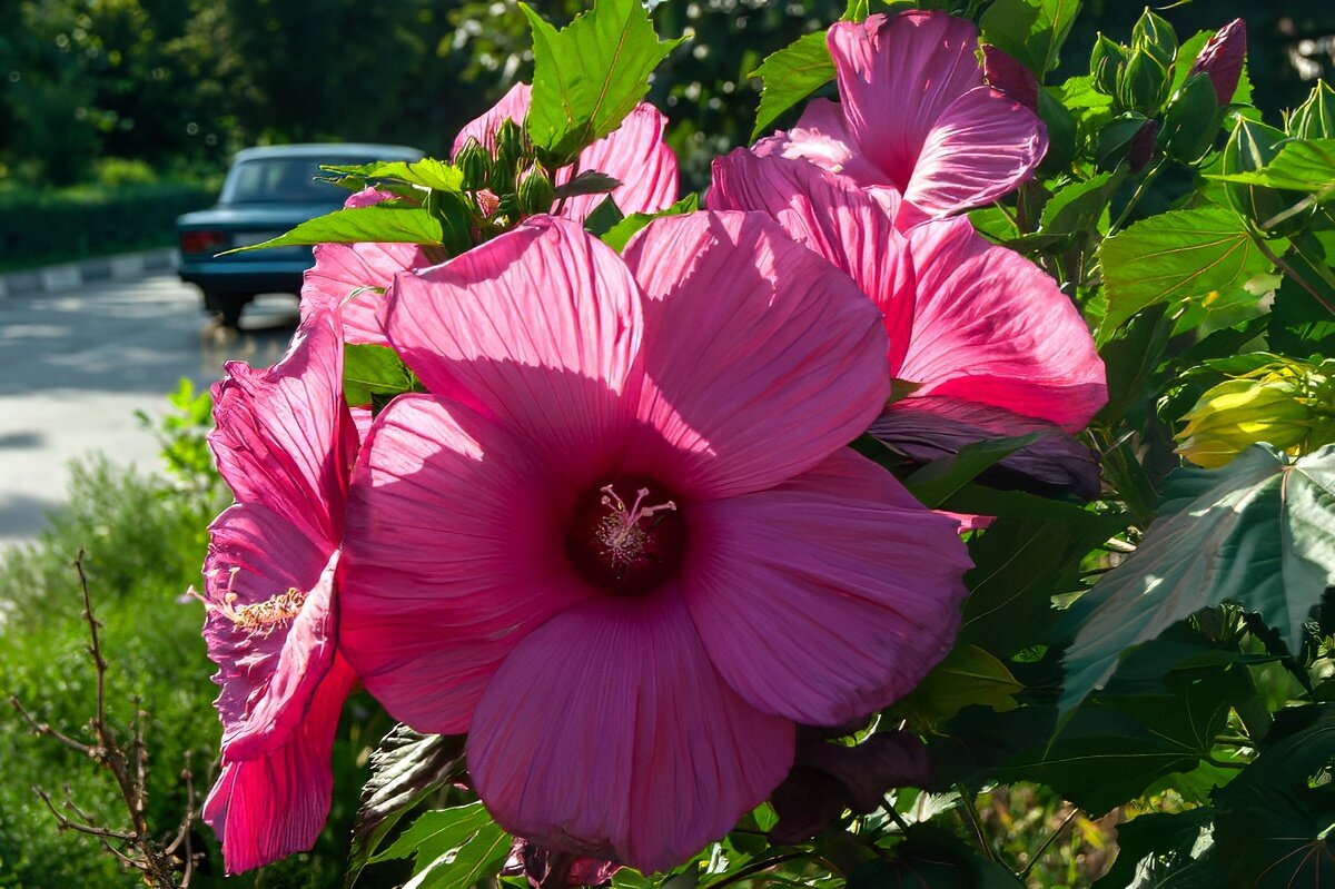 Гибискус - Игорь Сикорский Гибискус - Игорь Сикорский