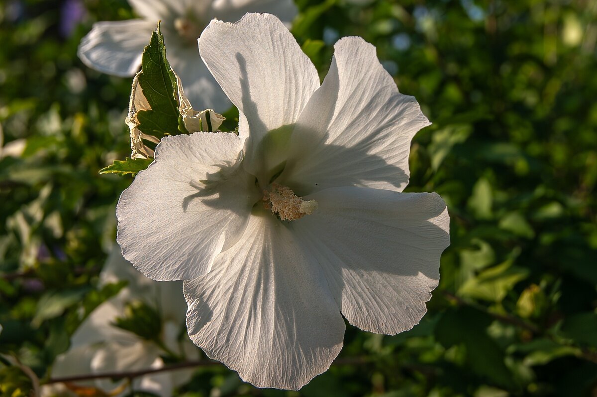 Гибискус - Игорь Сикорский Гибискус - Игорь Сикорский