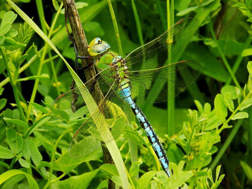 Дозорщик-император - Константин Штарк Дозорщик-император - Константин Штарк