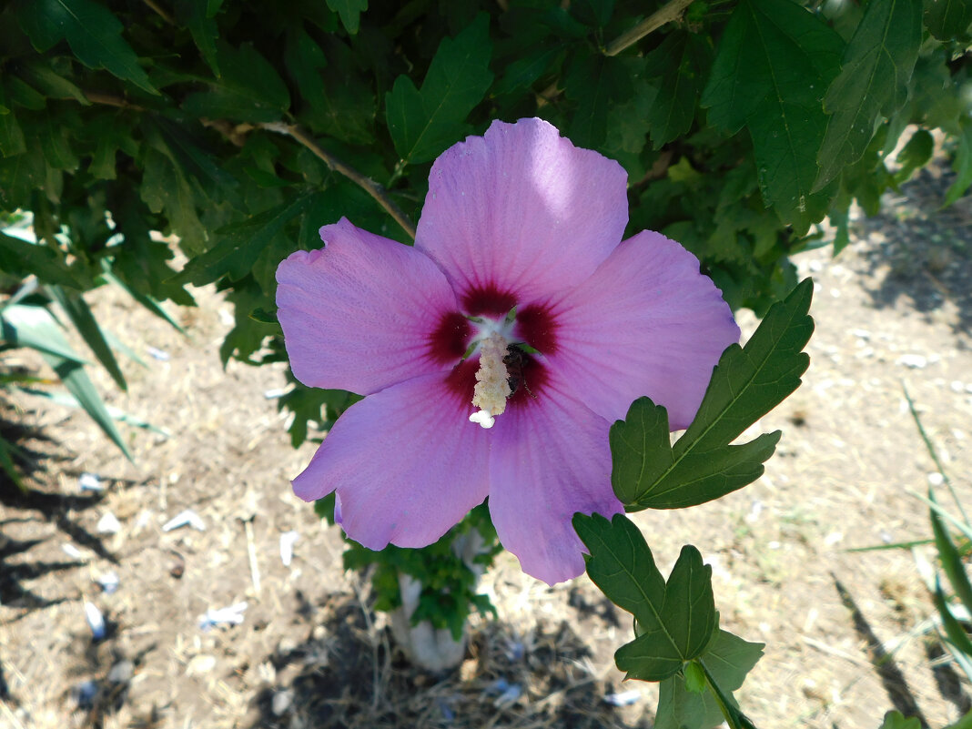 Гибискус  розовый - Наиля 