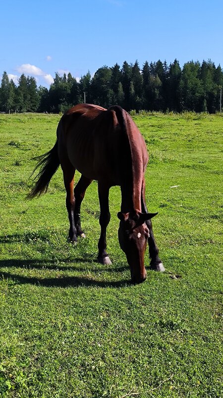 Кассандра, Касенька - с нее началась конная ферма Яви Нави. - Ольга 