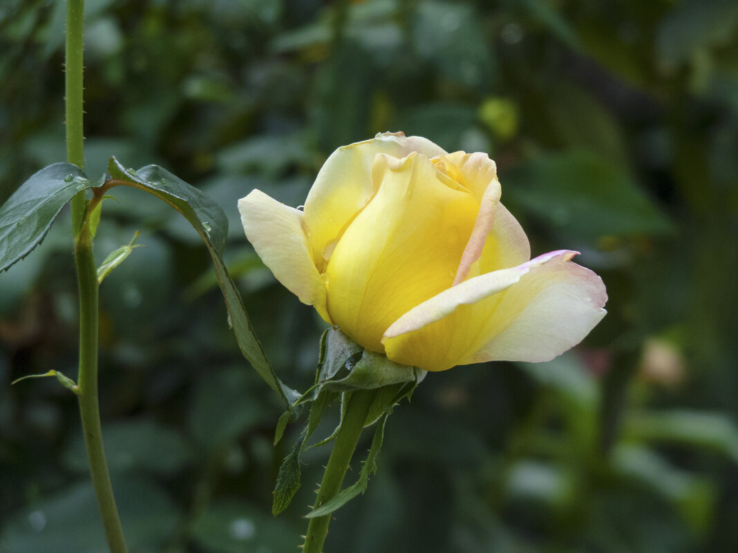 Бутон розыГлории Дей - Валентин Семчишин Бутон розыГлории Дей - Валентин Семчишин