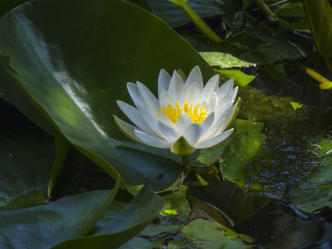 Белоснежная лилия - Валентин Семчишин Белоснежная лилия - Валентин Семчишин