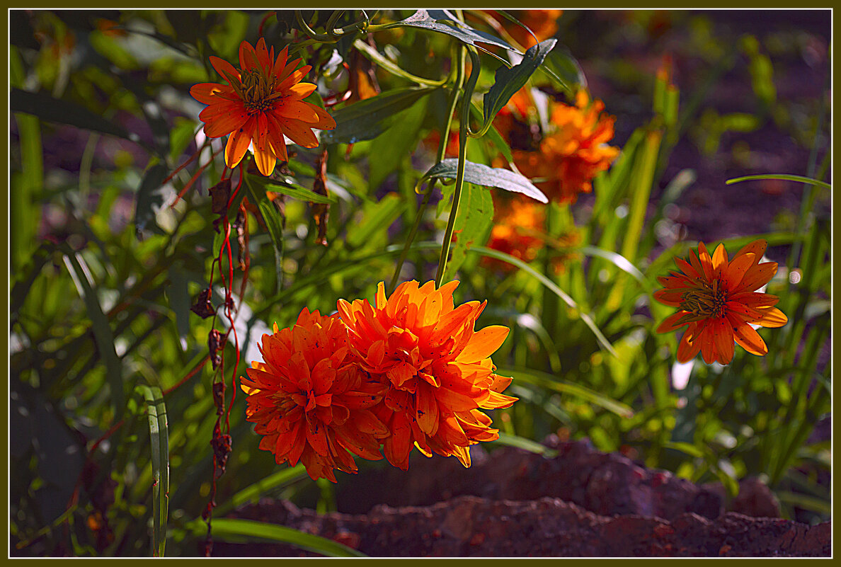 Фотозарисовка - Владимир Кроливец Фотозарисовка - Владимир Кроливец