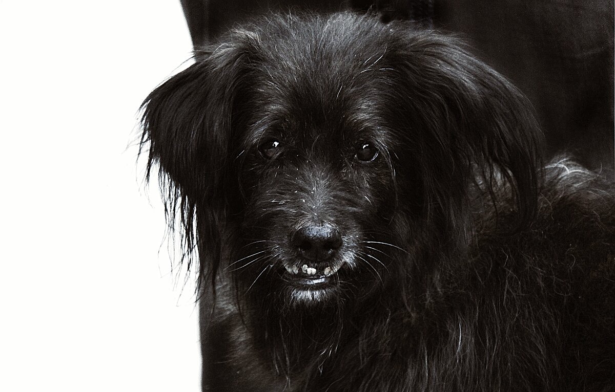 доволен! - Николай Семёнов