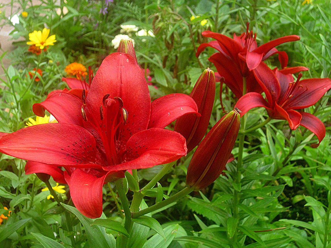 Ли... - Елена Семигина Ли... - Елена Семигина