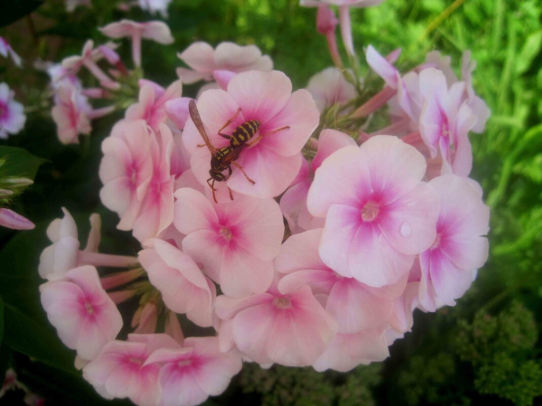 Флоксы - Елена Семигина