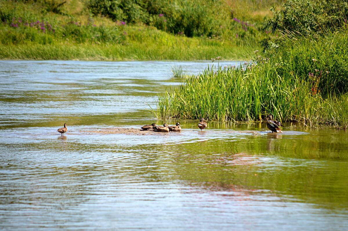 Семейство на островке Ини - Татьяна Лютаева Семейство на островке Ини - Татьяна Лютаева